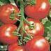 Tomatoes  Sajjt F1  grade Photo