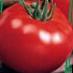 Tomatoes  Taman F1 grade Photo