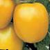 Tomatoes varieties Solnechnyjj Dar F1 Photo and characteristics