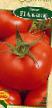 Tomater sorter Alkasar F1 Fil och egenskaper
