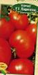 Los tomates  Darnica F1 variedad Foto