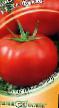 Tomatoes  De-fakto F1 grade Photo
