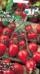 des tomates  Slivka konservnaya l'espèce Photo