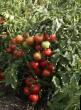 tomaatit lajit Letnijj sad F1 (selekciya Myazinojj L.A.) kuva ja ominaisuudet