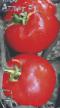 tomaatit lajit Atlet F1 (selekciya Myazinojj L.A.) kuva ja ominaisuudet
