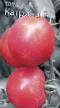 Los tomates variedades Katrina F1 Foto y características