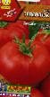 Los tomates  Severenok F1 variedad Foto