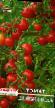 Tomater sorter Dyujjmovochka Fil och egenskaper