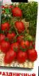 Tomatoes varieties Prazdnichnyjj Photo and characteristics
