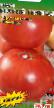 tomaatit lajit Bravyjj general kuva ja ominaisuudet
