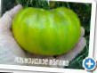 Tomatoes  Izumrudnoe yabloko grade Photo