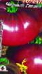 tomaatit lajit Chjornyjj Gigant kuva ja ominaisuudet