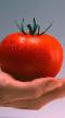 Tomater sorter Fuensanta F1 Fil och egenskaper
