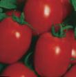 Los tomates variedades Sharada  Foto y características