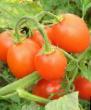 Tomaten Sorten Punto7 F1 Foto und Merkmale