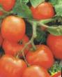 I pomodori le sorte Uvalen foto e caratteristiche