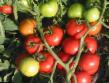 Los tomates  Taunsvil F1 variedad Foto