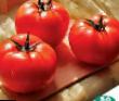 Los tomates  Carin F1 variedad Foto