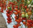 Los tomates variedades Mondial F1 Foto y características