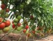 Los tomates variedades Ralli F1 Foto y características