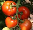 Los tomates variedades Berberana F1 Foto y características