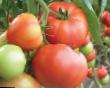 Los tomates variedades Abelyus F1 Foto y características