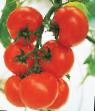 Los tomates variedades Kristall F1 Foto y características