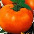 Tomatoes  Zolotojj ozharovskijj grade Photo