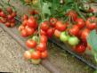 des tomates les espèces Monsan F1 Photo et les caractéristiques