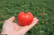 Tomatoes varieties Kenan F1  Photo and characteristics