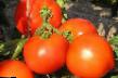 Tomaten Sorten Gektor F1  Foto und Merkmale