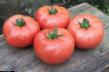 Tomatoes  TEKh 2721 F1 grade Photo