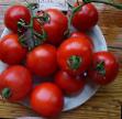 Los tomates  Dzhampakt F1 variedad Foto