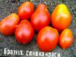 Ντομάτες ποικιλίες Brazilskaya slivka krasnaya  φωτογραφία και χαρακτηριστικά