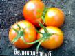 Los tomates  Velikolepnyjj  variedad Foto