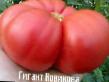 des tomates  Gigant Novikova  l'espèce Photo