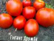 Tomatoes  Gigant Druzhba  grade Photo