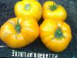 Los tomates  Zolotaya operetta  variedad Foto