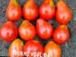 tomaatit  Inzhir krasnyjj  laji kuva