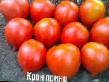 des tomates  Kron-Princ  l'espèce Photo
