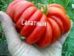 tomaatit  Salatnyjj  laji kuva