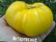 des tomates  Yantarevskie  l'espèce Photo