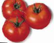 des tomates  Amiela  l'espèce Photo