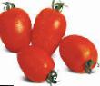 Tomatoes varieties Galileya F1 Photo and characteristics