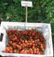 Tomatoes varieties Somma F1 Photo and characteristics