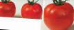 Tomatoes varieties Shiva F1 Photo and characteristics