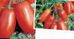 Los tomates  Ulisse F1 variedad Foto