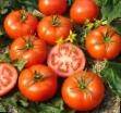 Tomaten Sorten Ehlpida Foto und Merkmale