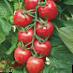 des tomates les espèces Cherri Likopa F1 Photo et les caractéristiques