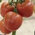 Los tomates  Manon F1 variedad Foto